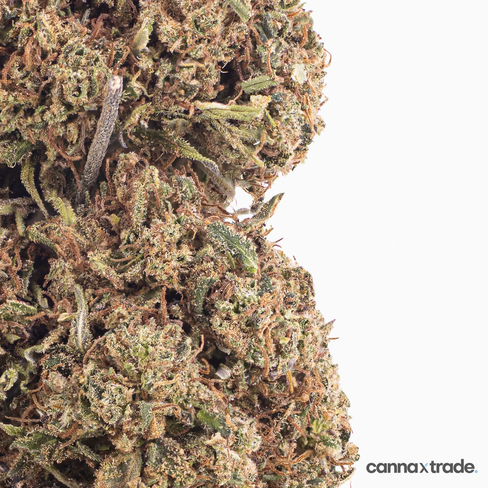 Flower | 'Bubble Pop' | CBD | 100g Sample