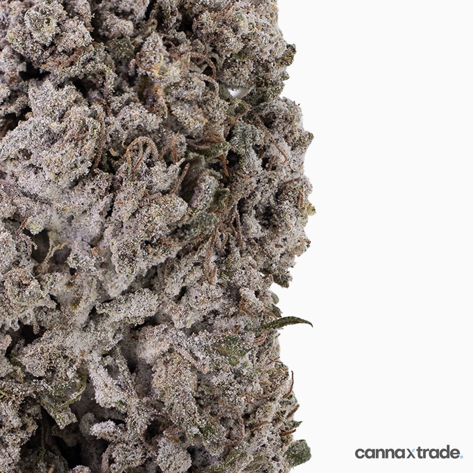 Flower | 'Cherry Pie 23' | THCA | Coated | 100g Sample