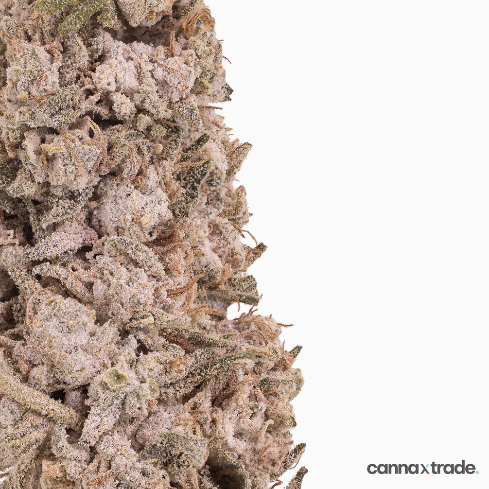 Flower | 'Crystal Haze Indoor 23' | THCA | Coated | 100g Sample