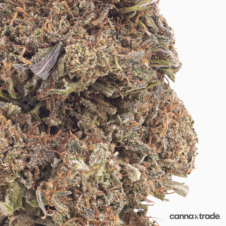 Flower | 'Diesel' | CBD | 100g Sample