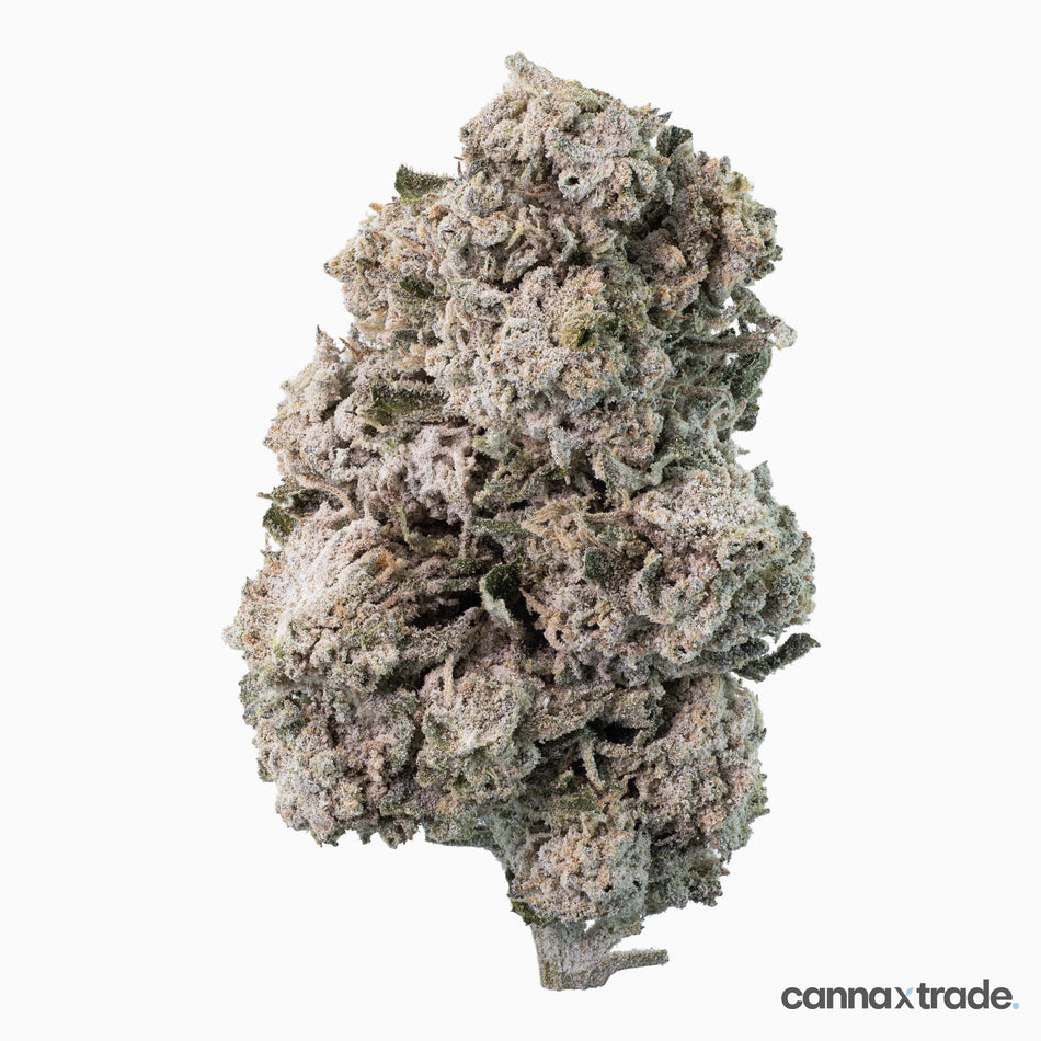 Flower | 'Dream Tonic 27' | THCA | Coated | 3g Sample