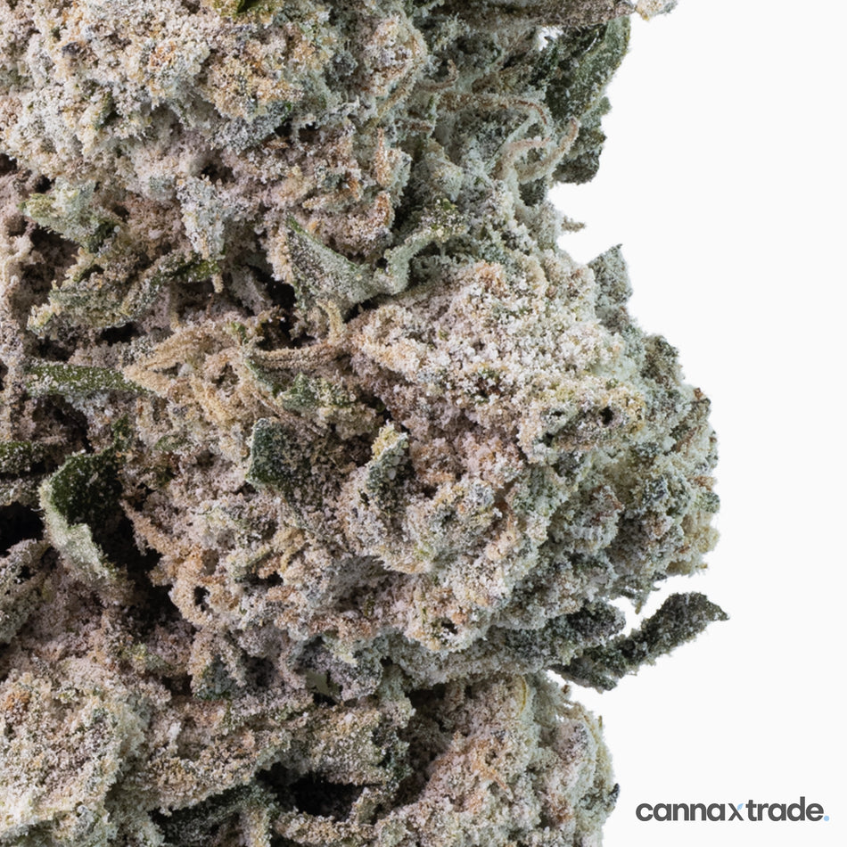 Flower | 'Dream Tonic 27' | THCA | Coated | 3g Sample