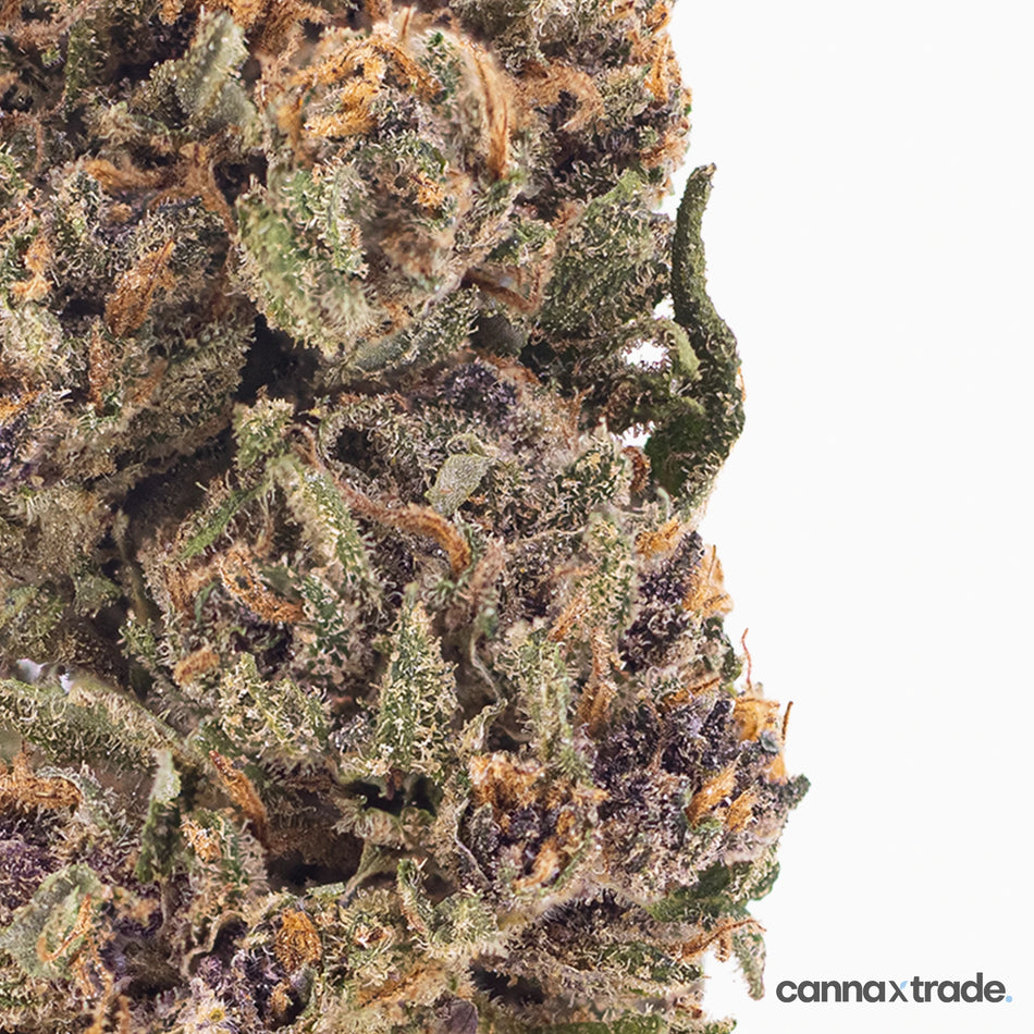 Flower | 'Pink Panther' | CBD | 100g Sample