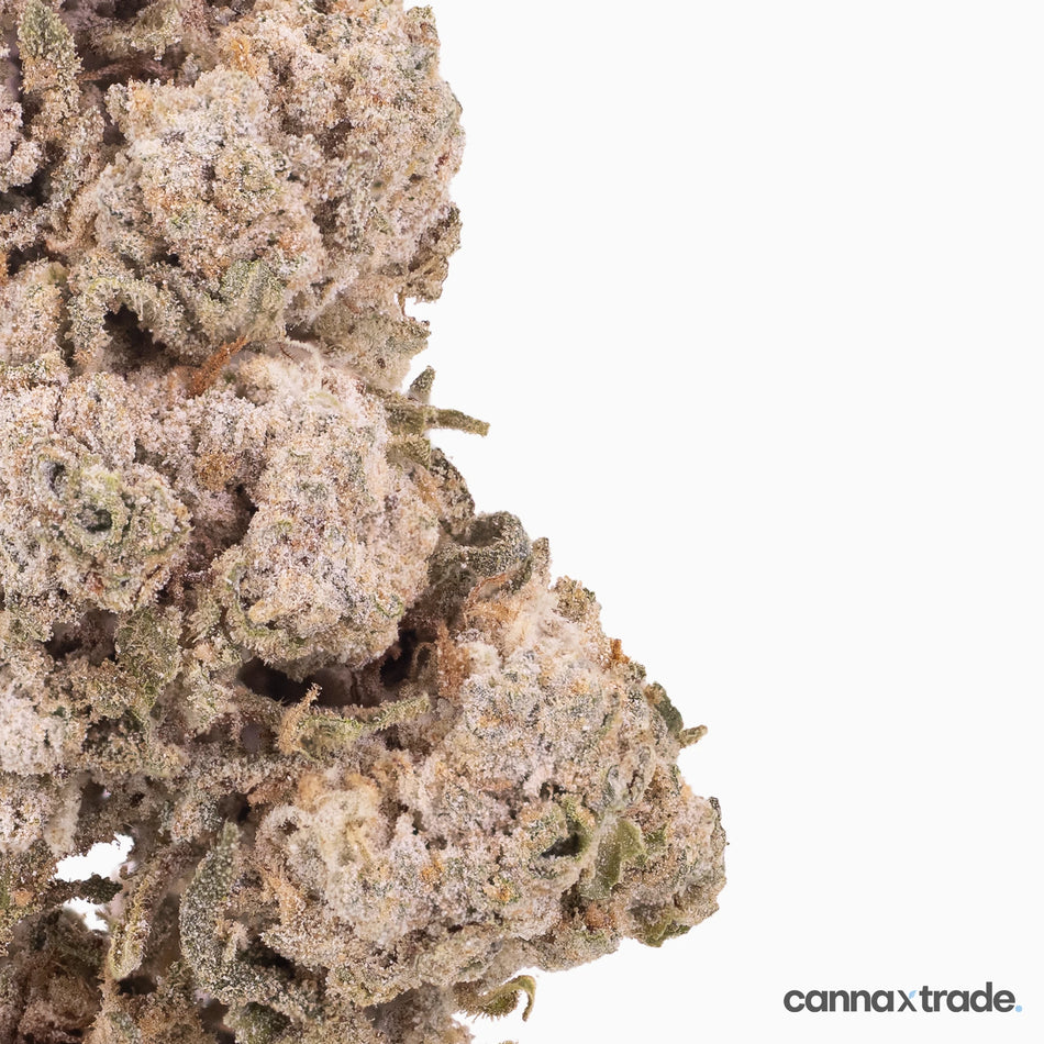 Flower | 'Gelato Indoor 25' | THCA | Coated | 100g Sample