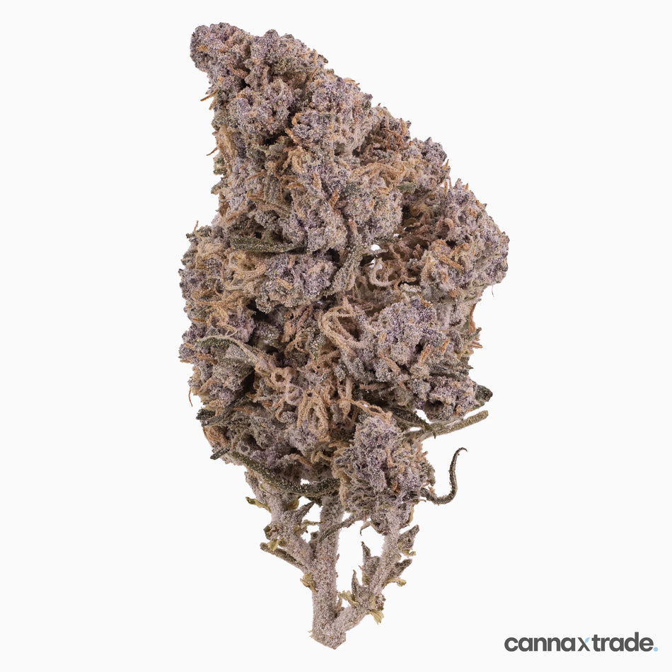 Flower | 'Kitty Indoor 24' | THCA | Coated | 100g Sample