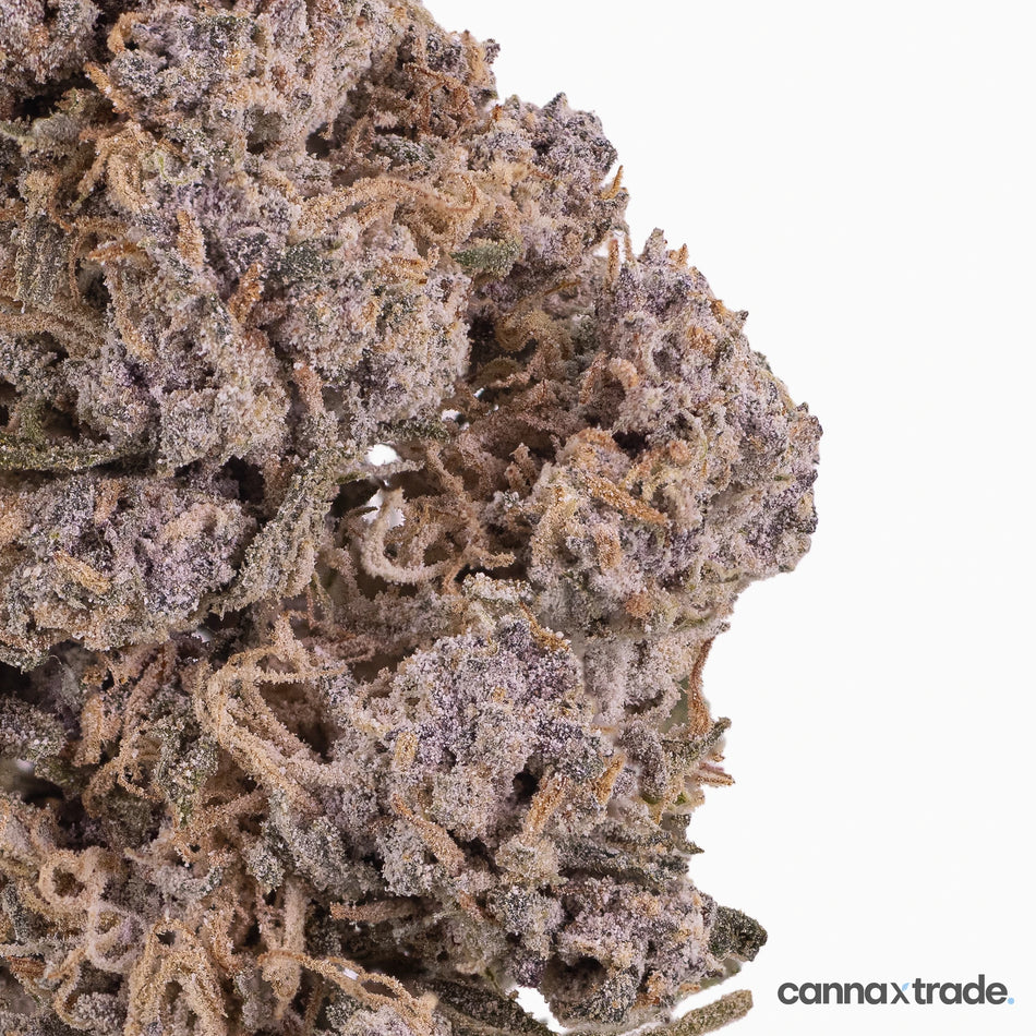 Flower | 'Kitty Indoor 24' | THCA | Coated | 100g Sample