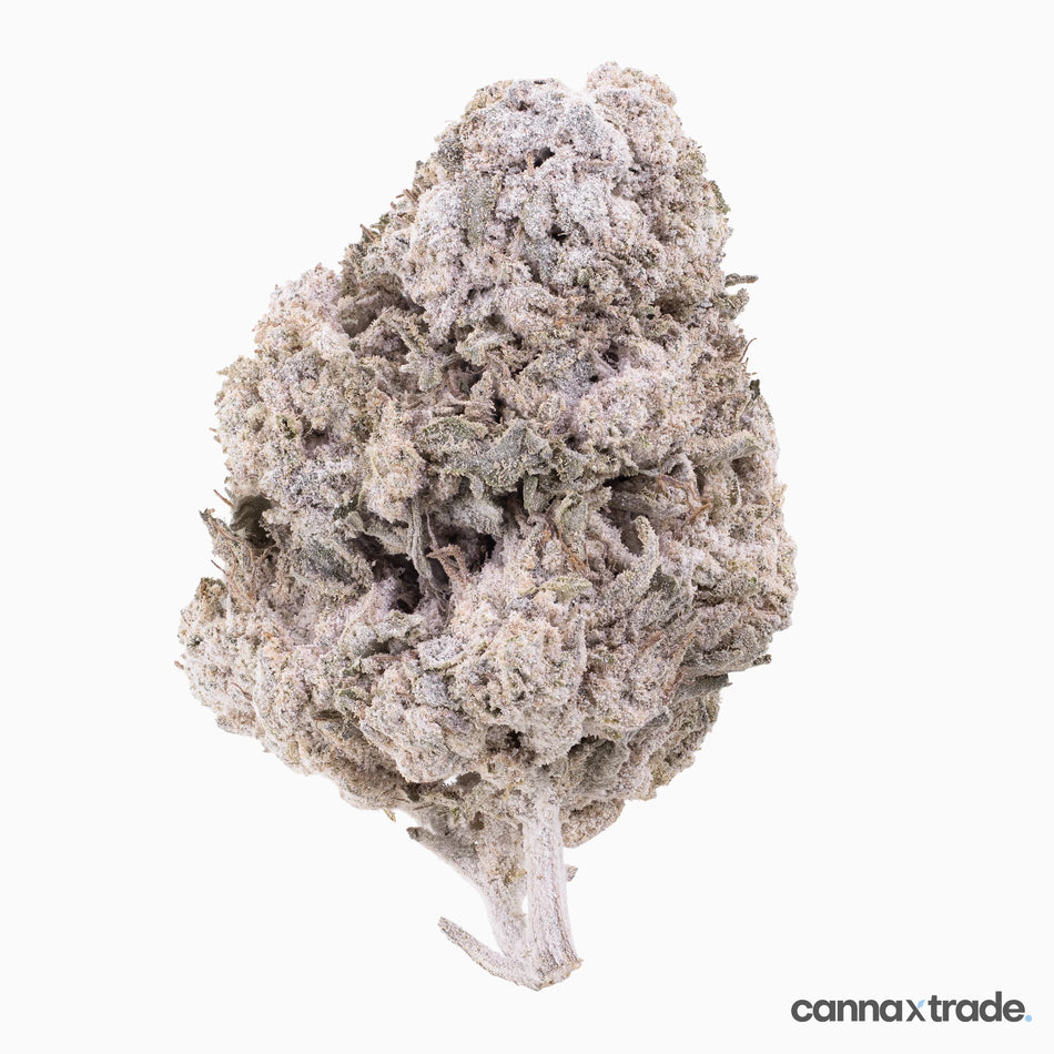 Flower | 'Lemon Cheese Indoor 23' | THCA | Coated | 100g Sample