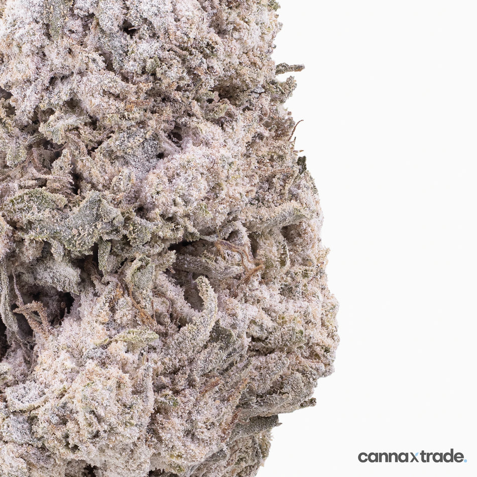 Flower | 'Lemon Cheese Indoor 23' | THCA | Coated | 100g Sample