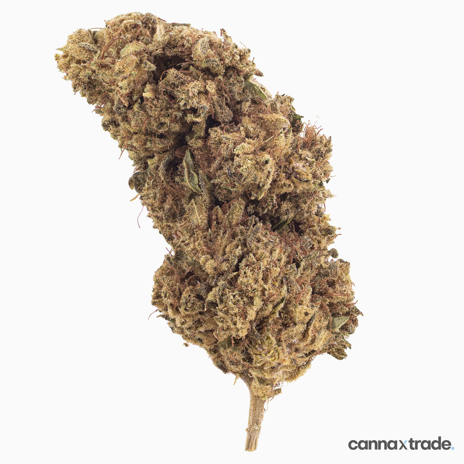 Flower | 'Lemon' | CBD | 100g Sample