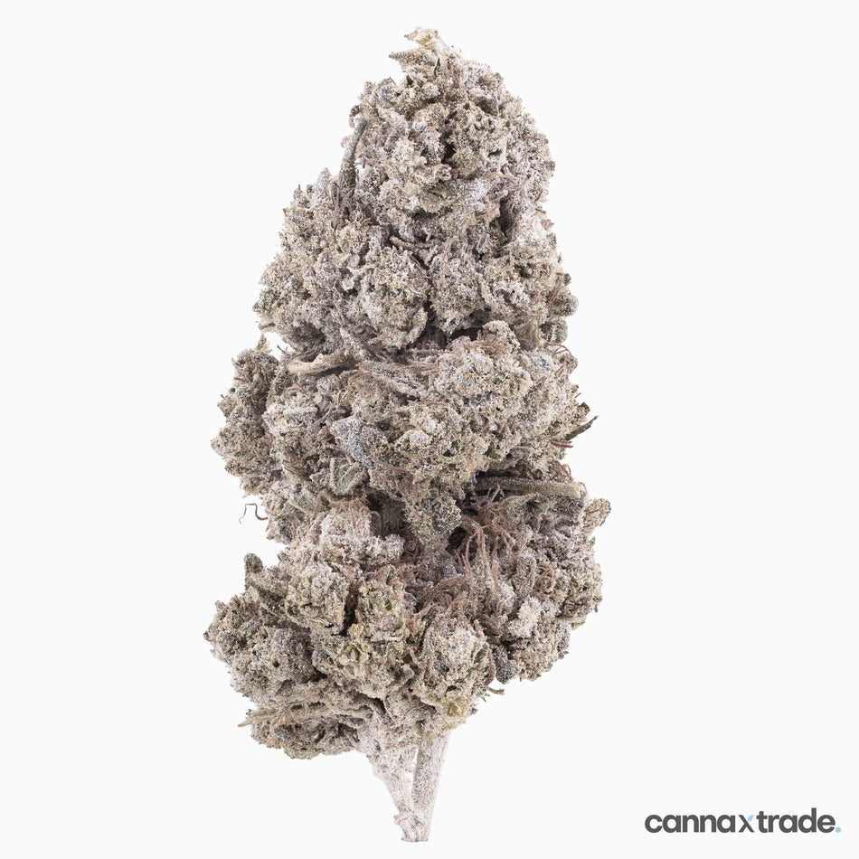 Flower | 'Mango Indoor 24' | THCA | Coated | 100g Sample