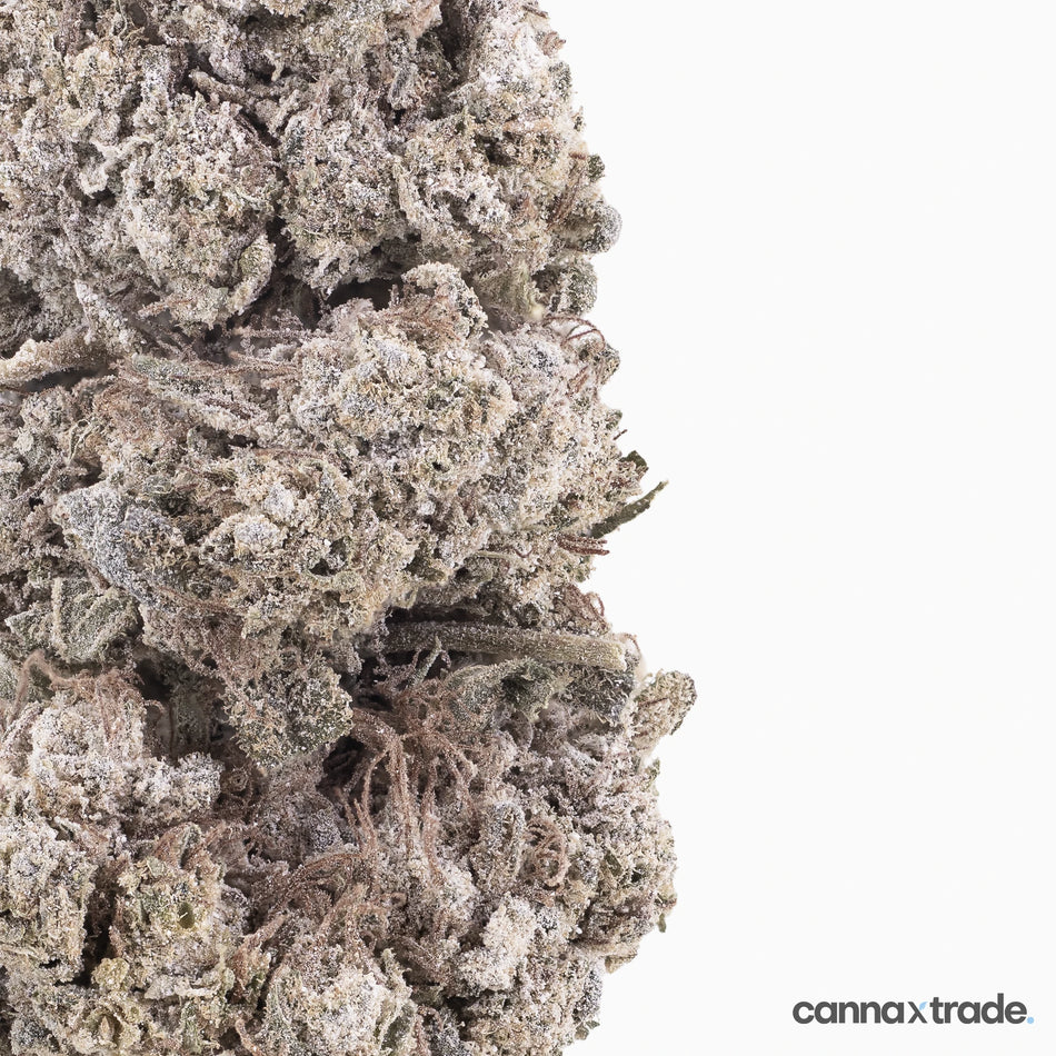 Flower | 'Mango Indoor 24' | THCA | Coated | 100g Sample