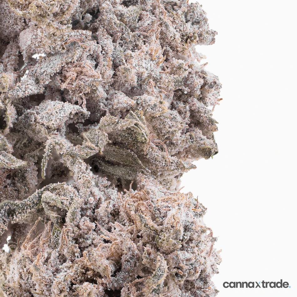 Flower | 'Bubba Kush Glasshouse 24' | THCA | Coated | 100g Sample