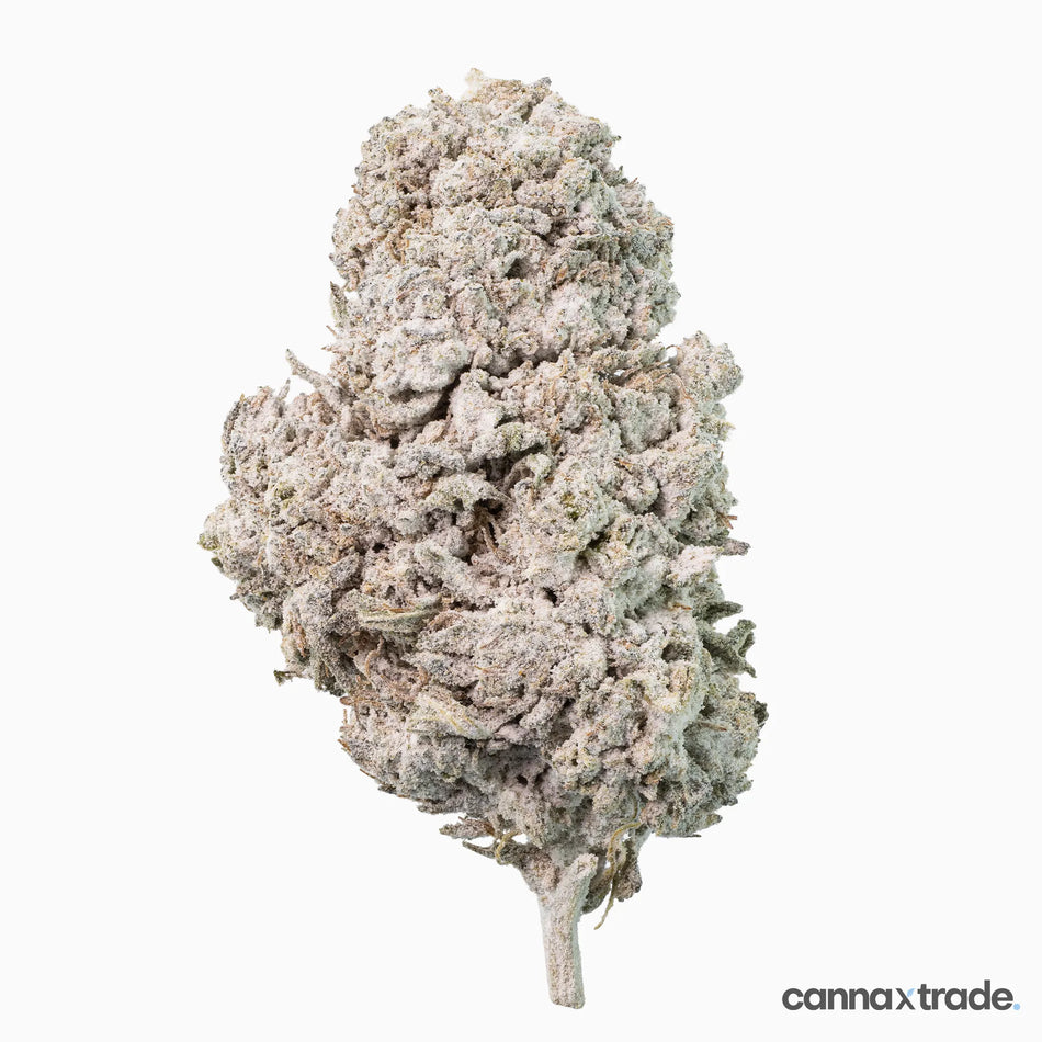Flower | 'Orange 23' | THCA | Coated | 3g Sample