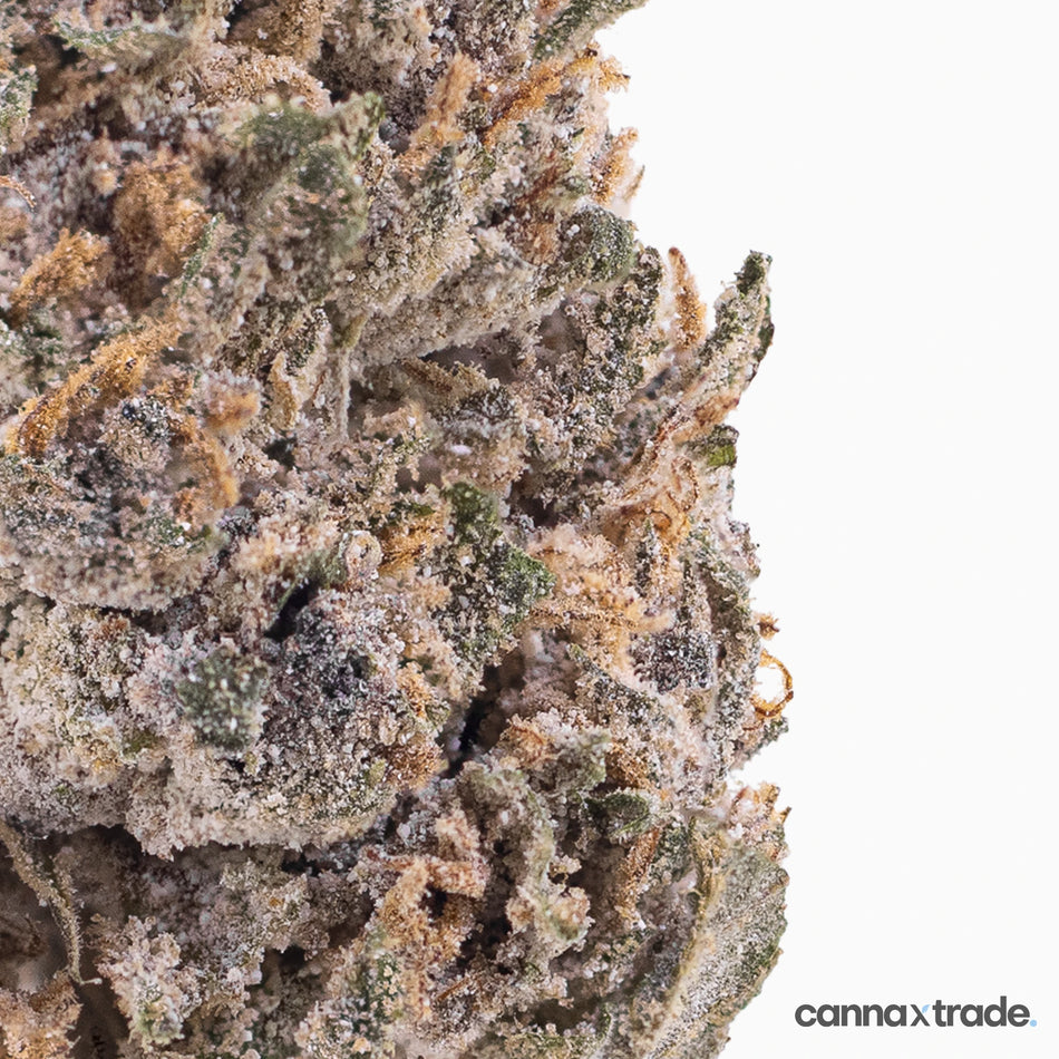 Flower | 'Pink Panther Glasshouse 24' | THCA | Coated | 100g Sample