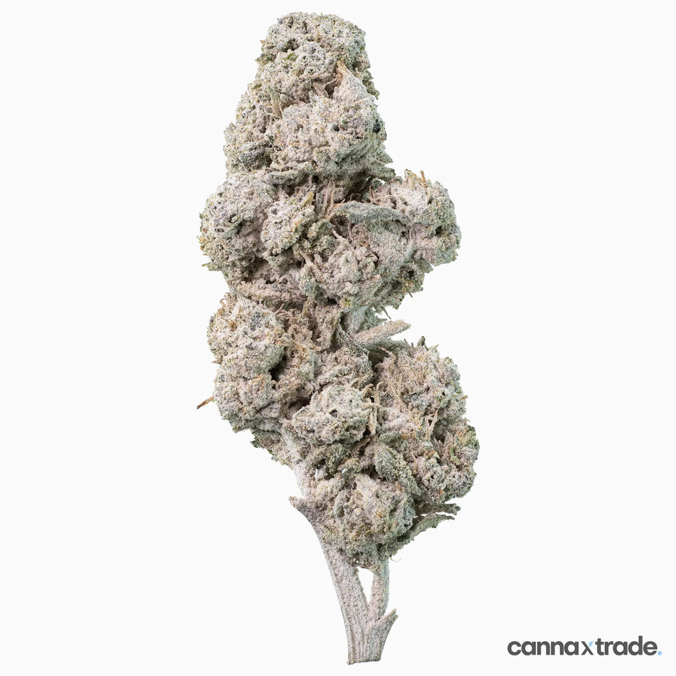 Flower | 'Pineapple 27' | THCA | Coated | 3g Sample
