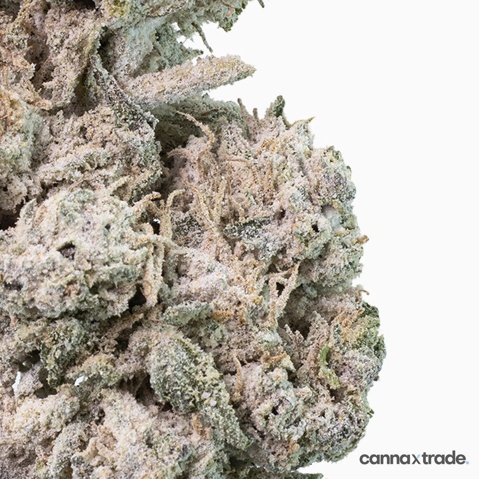 Flower | 'Pineapple 27' | THCA | Coated | 3g Sample
