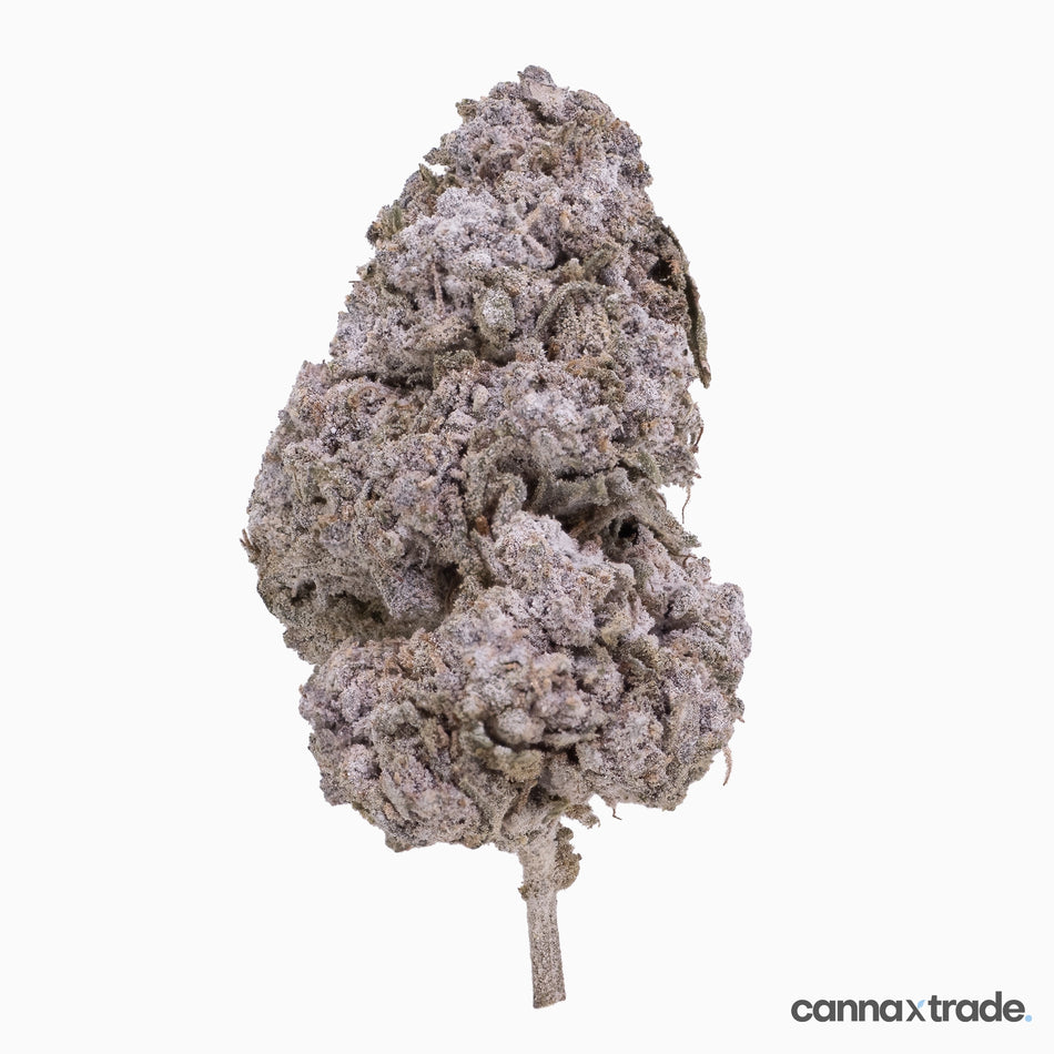 Flower | 'Purple Candy 24' | THCA | Coated | 100g Sample