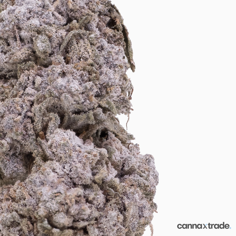 Flower | 'Purple Candy 24' | THCA | Coated | 100g Sample