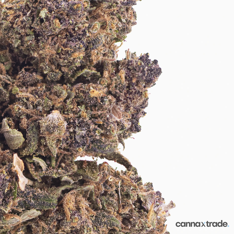Flower | 'Purple Indoor' | CBD | 100g Sample
