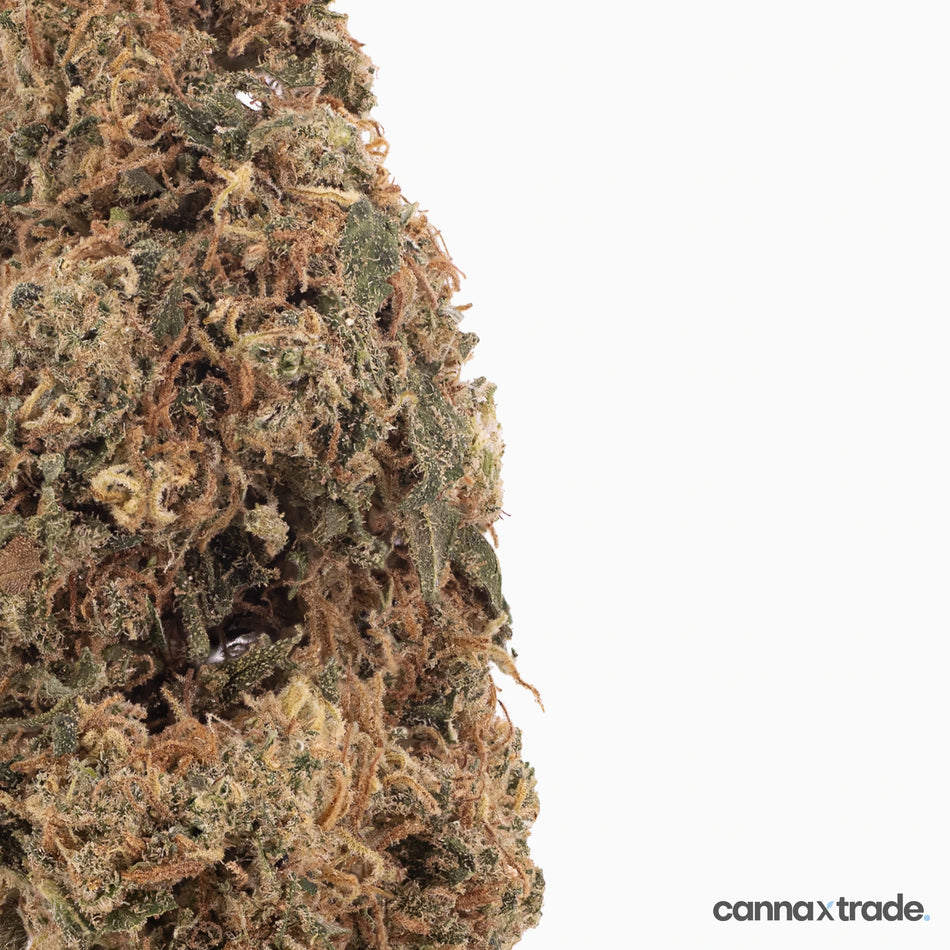 Flower | 'Rainbow Runtz' | CBD | 100g Sample