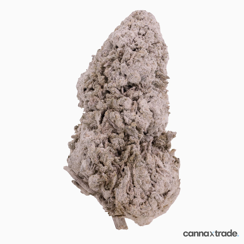 Flower | 'Rhino O.G. Indoor 25' | THCA | Coated | 100g Sample