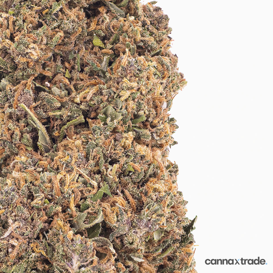 Flower | 'Tangy Dream' | CBD | 100g Sample