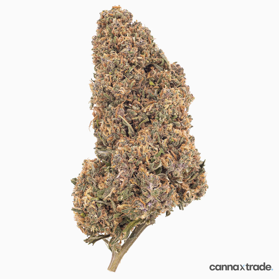 Flower | 'Tangy Dream' | CBD | 100g Sample