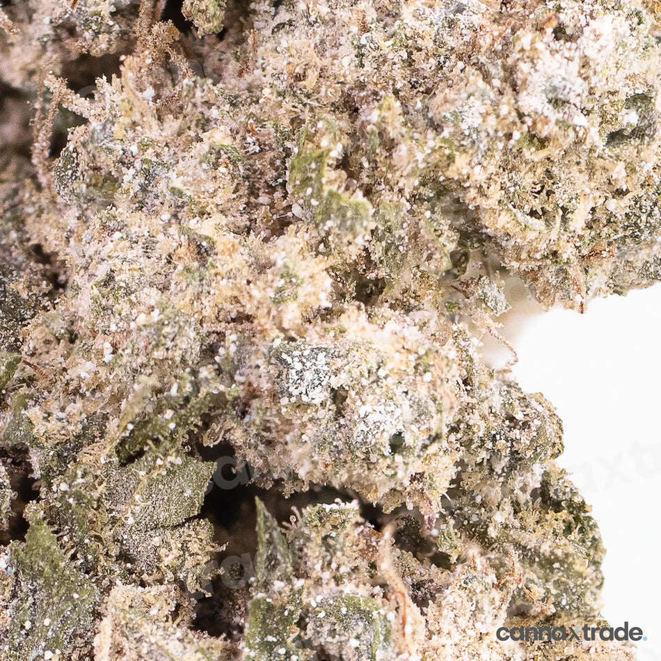 Flower | 'White Cali 23' | THCA | Coated | 3g Sample