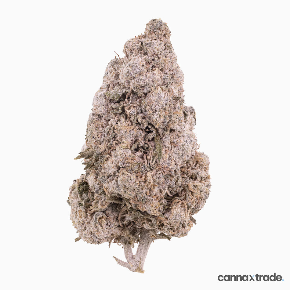 Flower | 'Zkittles Indoor 24' | THCA | Coated | 100g Sample