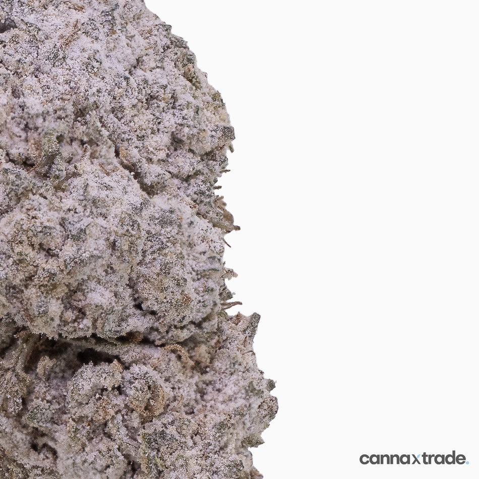 Flower | 'OG Kush 24 Big' | THCA | Coated | 100g Sample