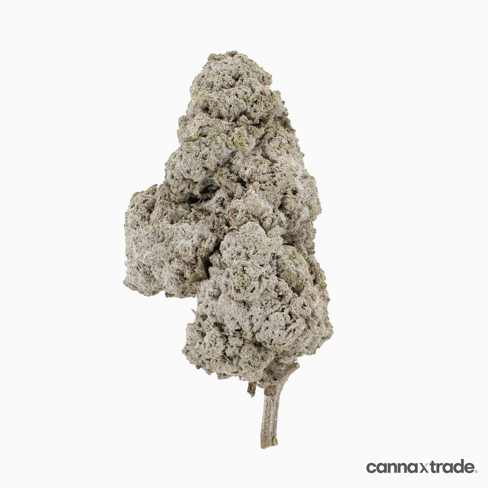 Flower | 'Panther O.G. 23' | THCA | Coated | Sample