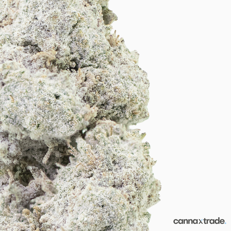 Flower | 'Sapphire 23' | THCA | Coated | 100g Sample