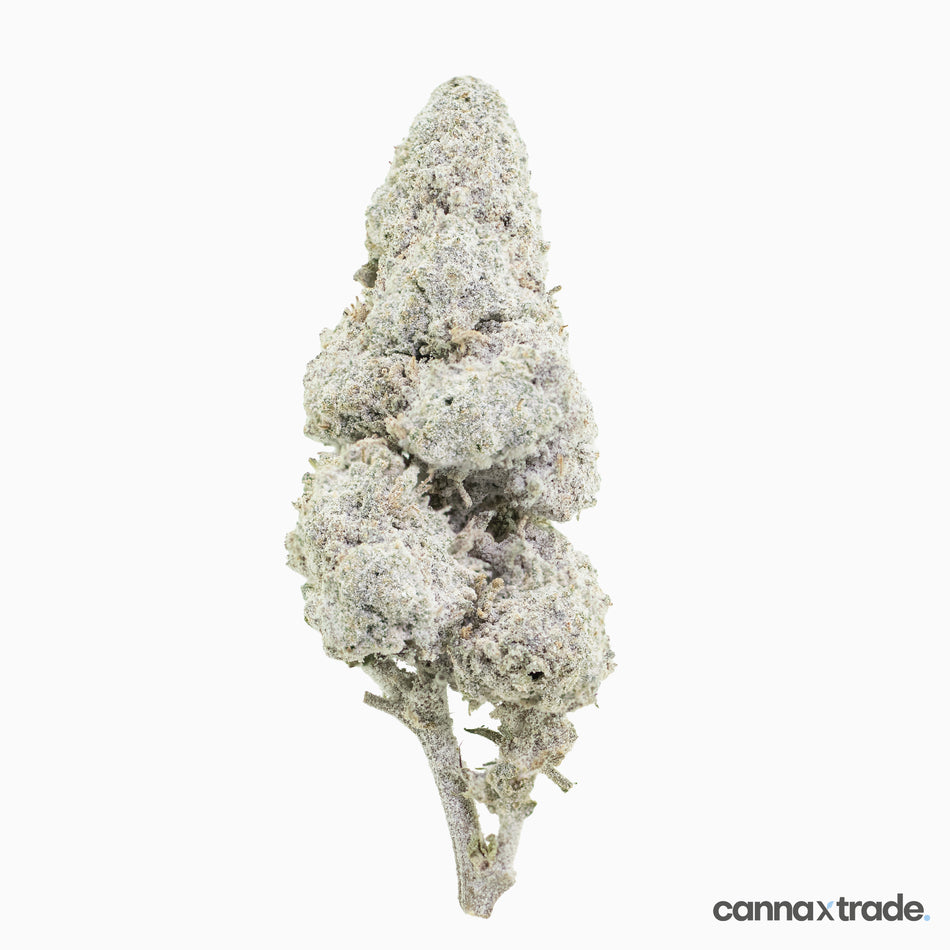 Flower | 'Sapphire 23' | THCA | Coated | 100g Sample